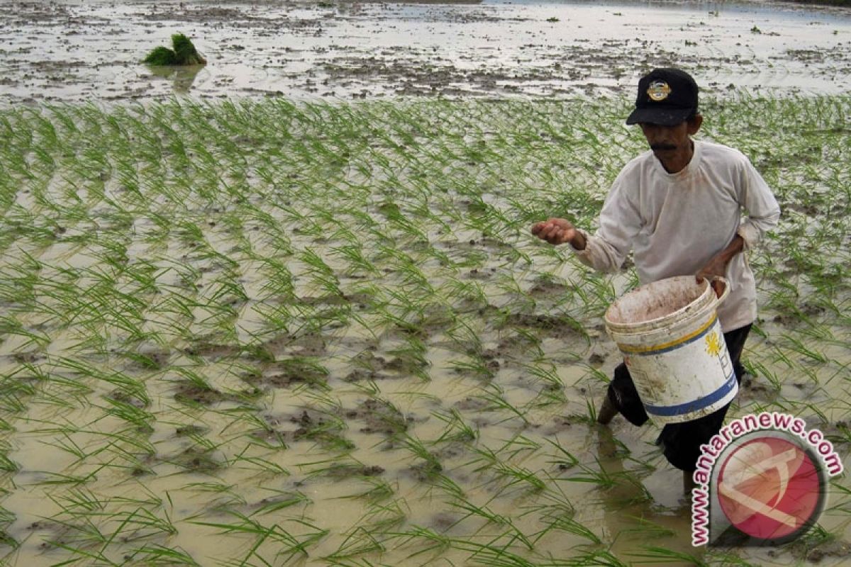 Petani Mamuju Dirugikan Distributor Pupuk