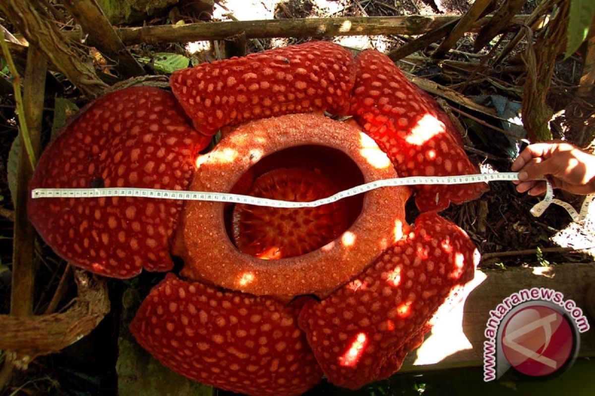 Rare Rafflesia flowers attract tourists to Bengkulu