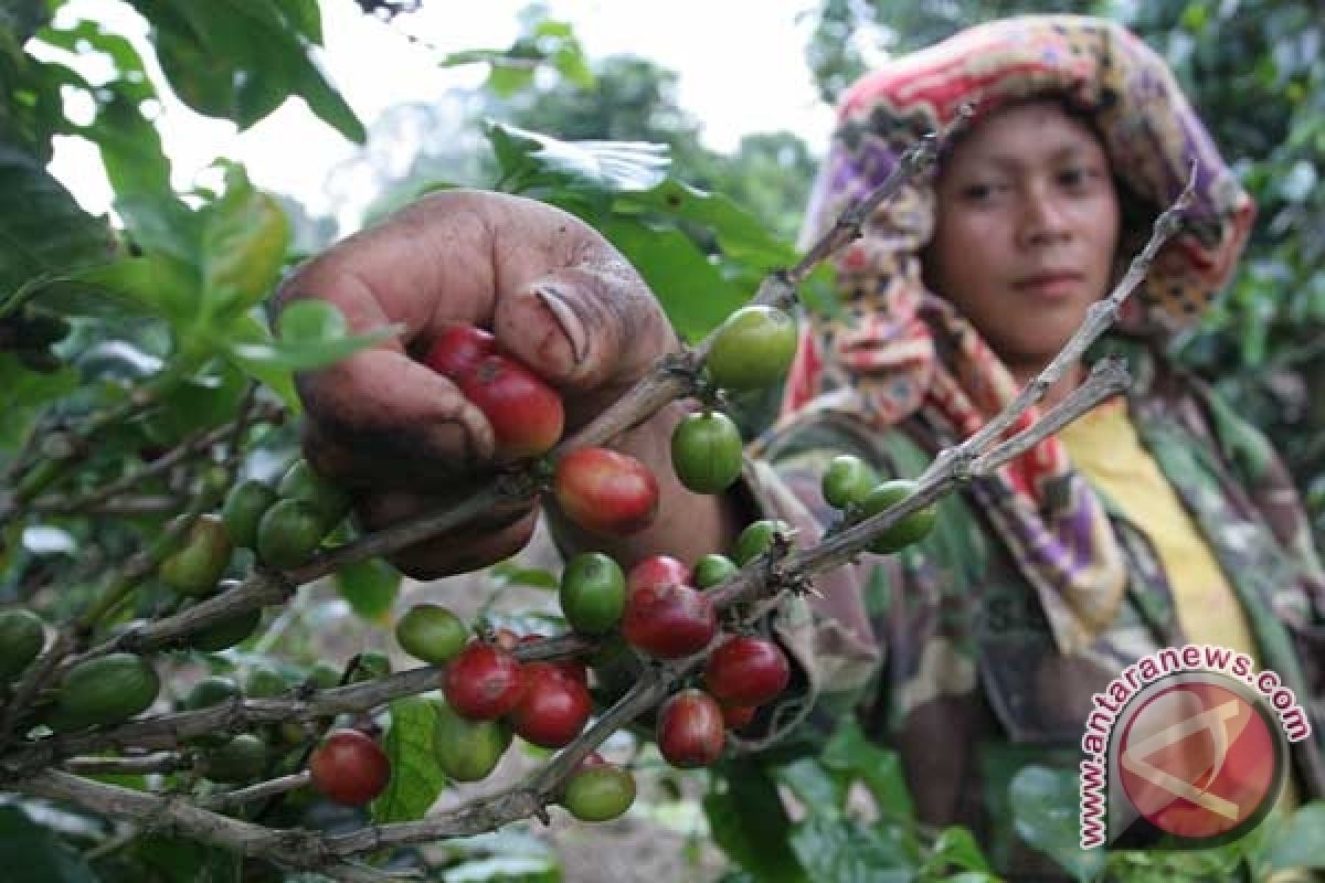 RI`s coffee production projected to drop