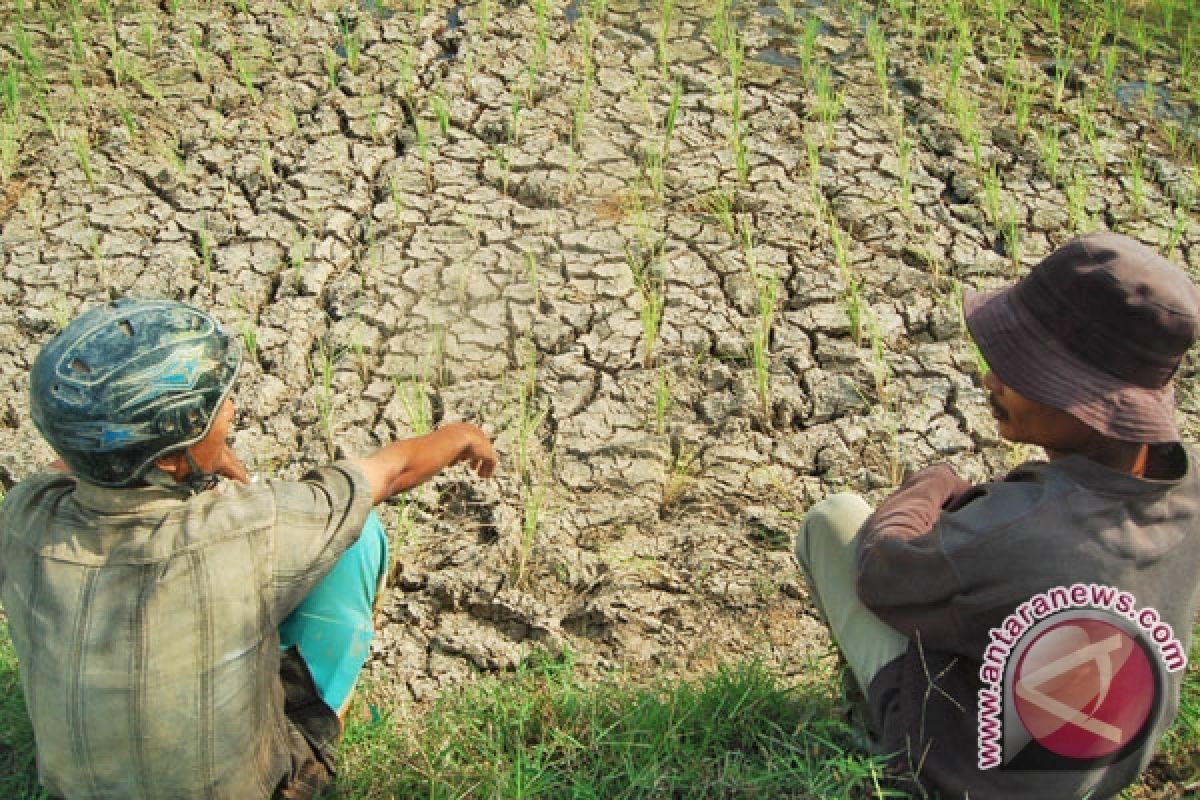 Ratusan hektare sawah di Kupang kekeringan