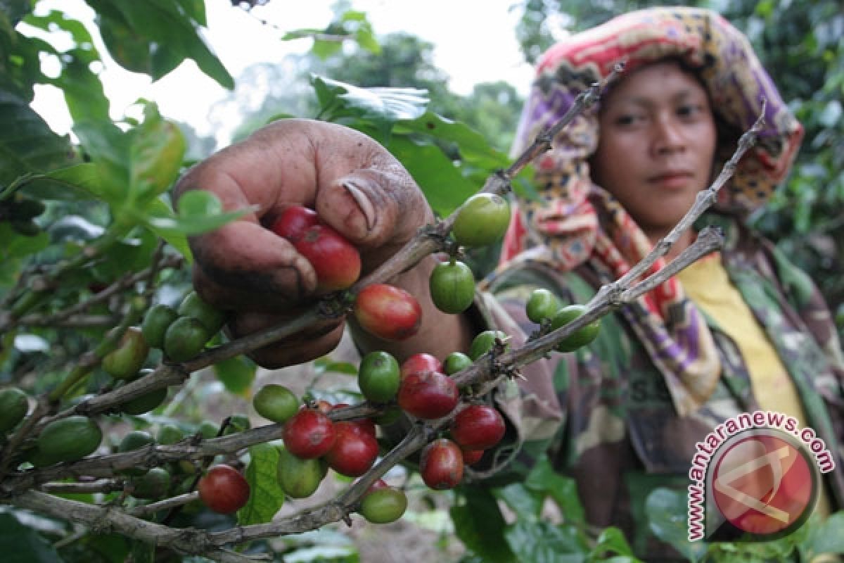 Panen Raya Kopi Arabika di Garut