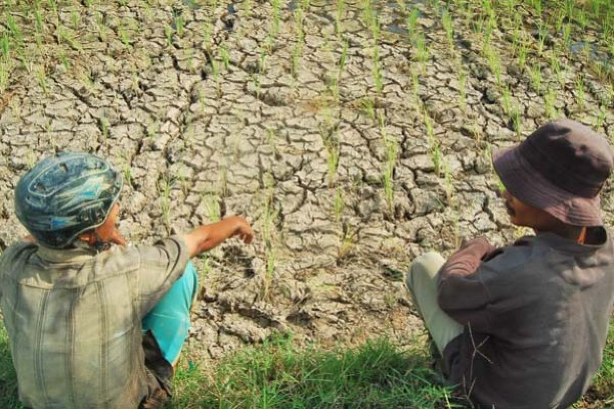 Sekitar 500 Hektare Sawah di KPGD Tidak Teraliri Air