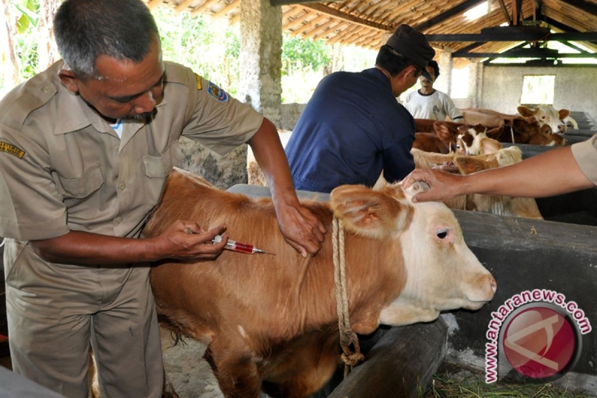 Sapi mati mendadak di Blitar positif antraks