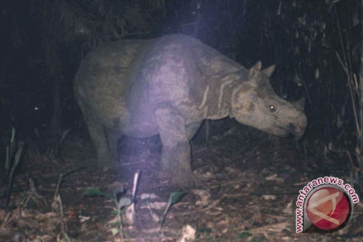 Javan rhinos breed at Ujung Kulon: WWF