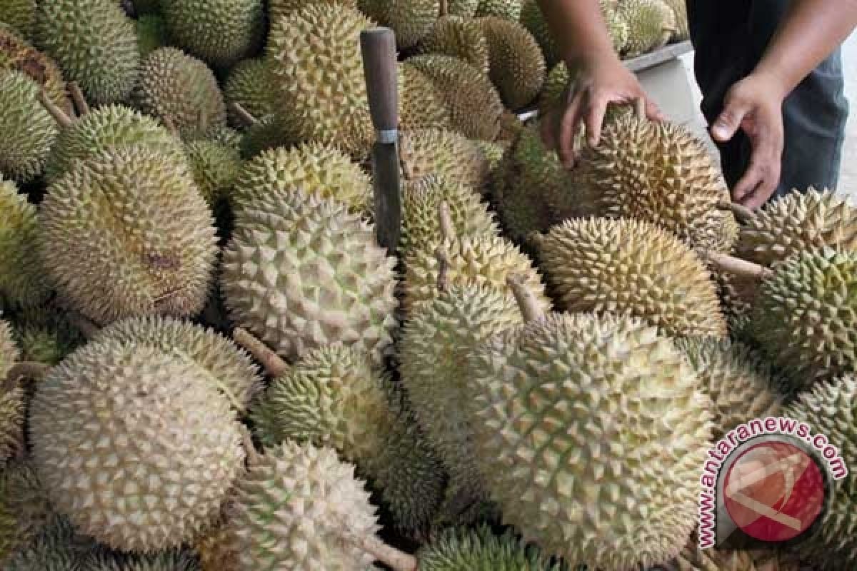 Durian Merapi berhasil dipanen kembali
