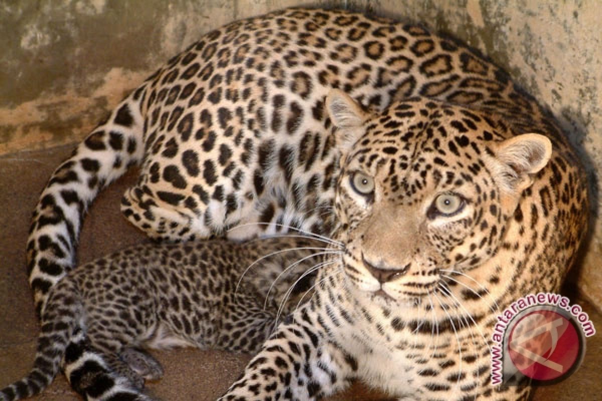 Leopard detected in conservation forests in East Java