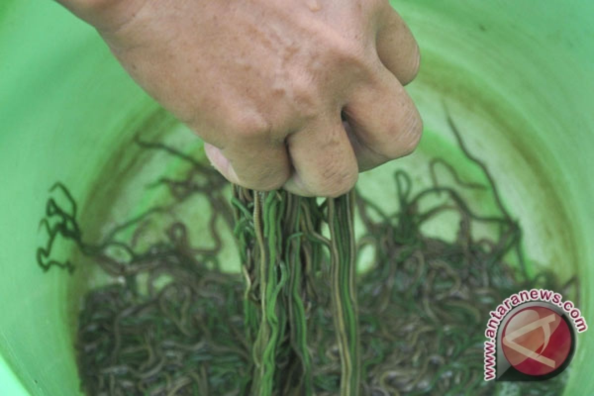 Profesor IPB temukan cacing laut antidiabet alami