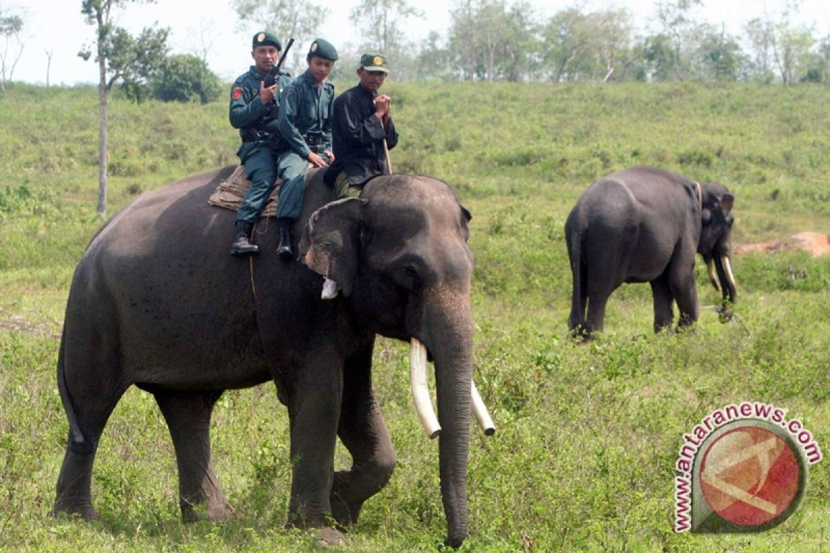 Negara perlu 62 ribu polisi hutan