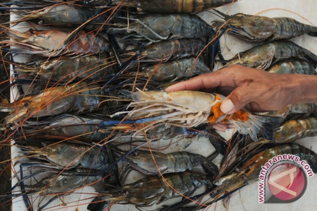 Petambak udang Kulon Progo panen raya