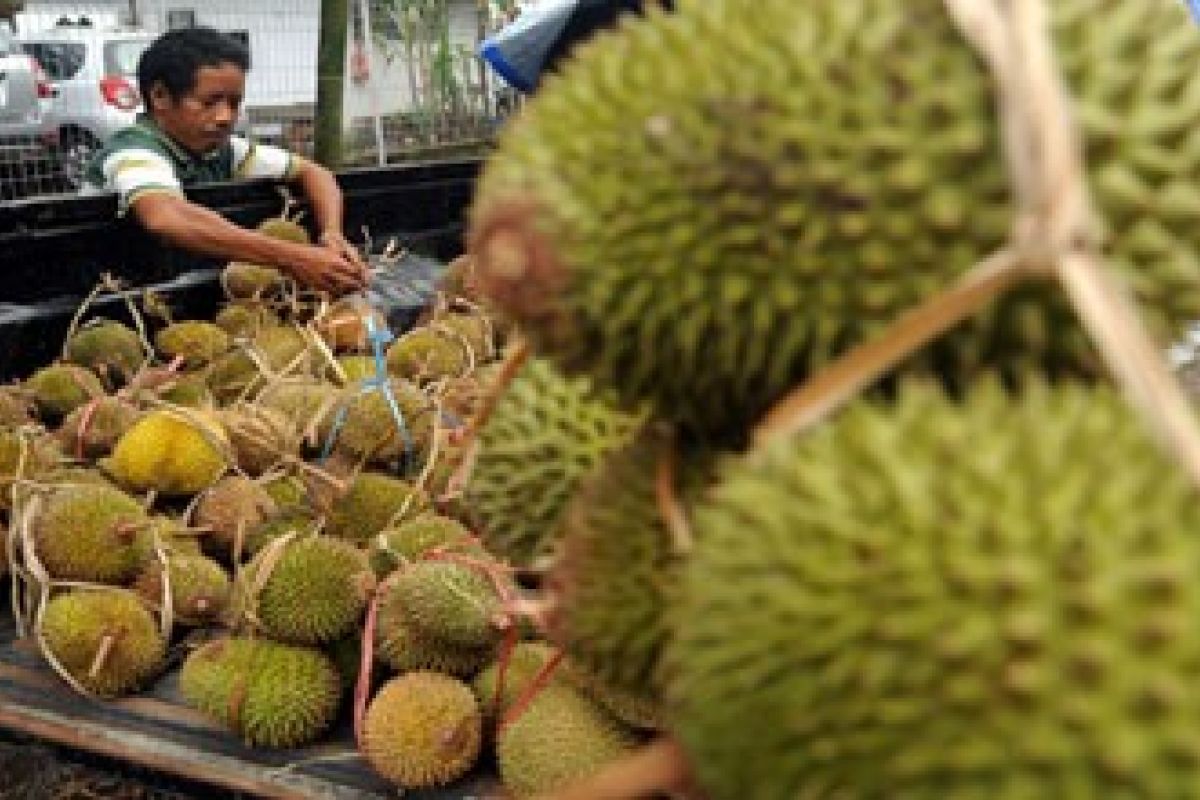 Buah durian bermunculan di Mamuju 