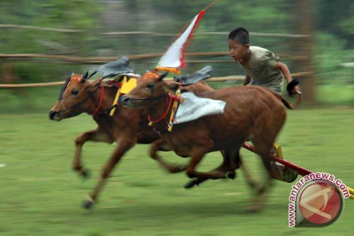 24 pairs of cow compete for President Cup 2015 - (d)