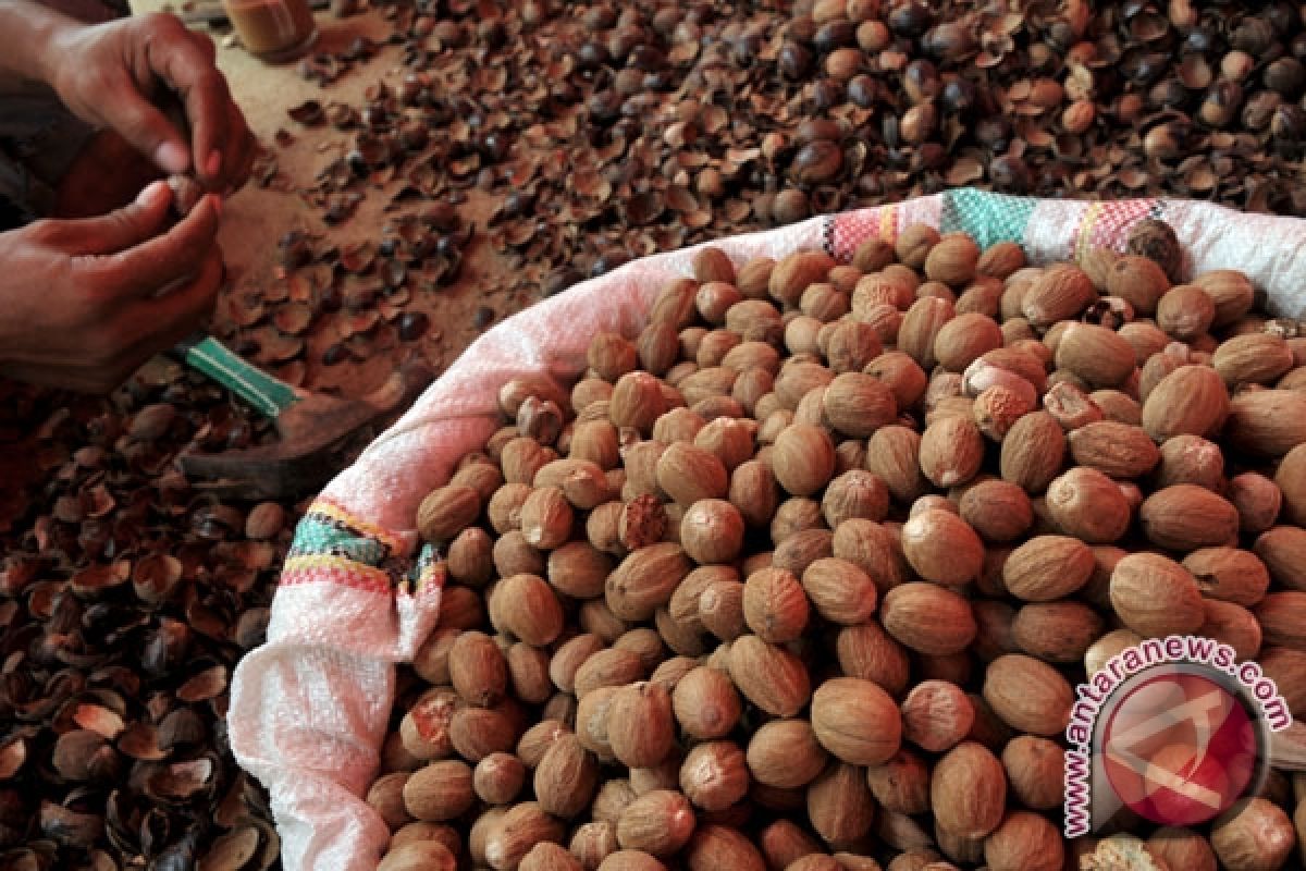 N Sulawesi exports nutmeg to Italy