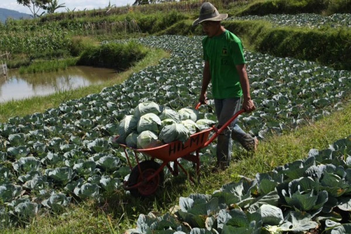 Harga bawang merah-sayur naik di Agam