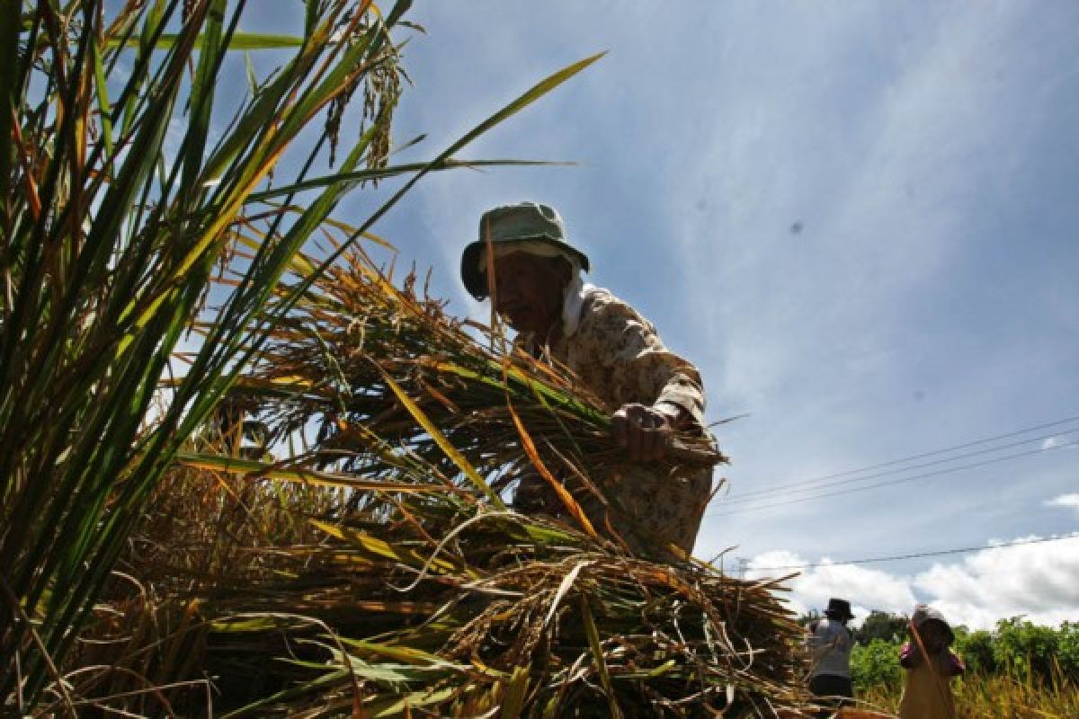 Produksi Padi Sumbar Naik 31,6 Ribu Ton