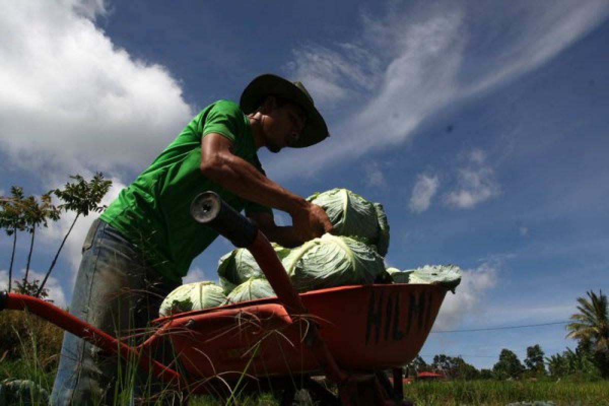 Harga Sayur Mulai Naik di Agam Jelang Ramadhan