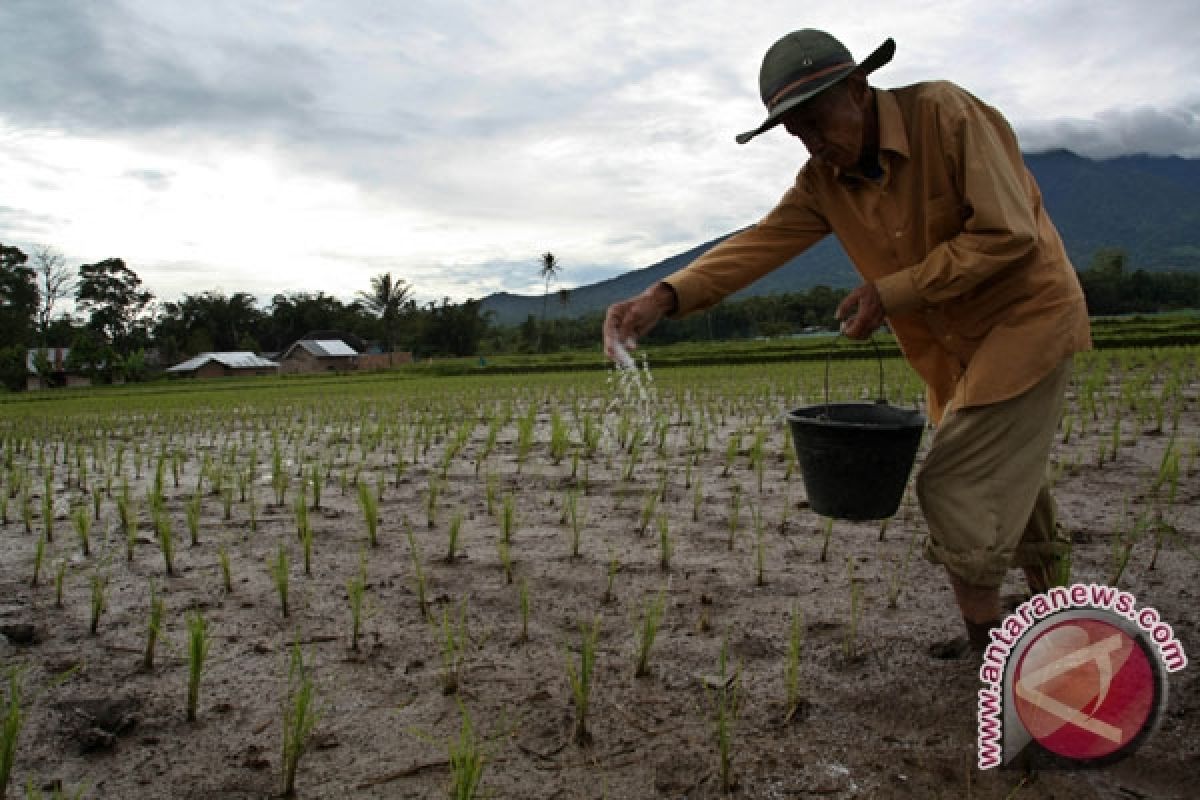 200 Hektare Lahan Pertanian DIY Beralih Fungsi 