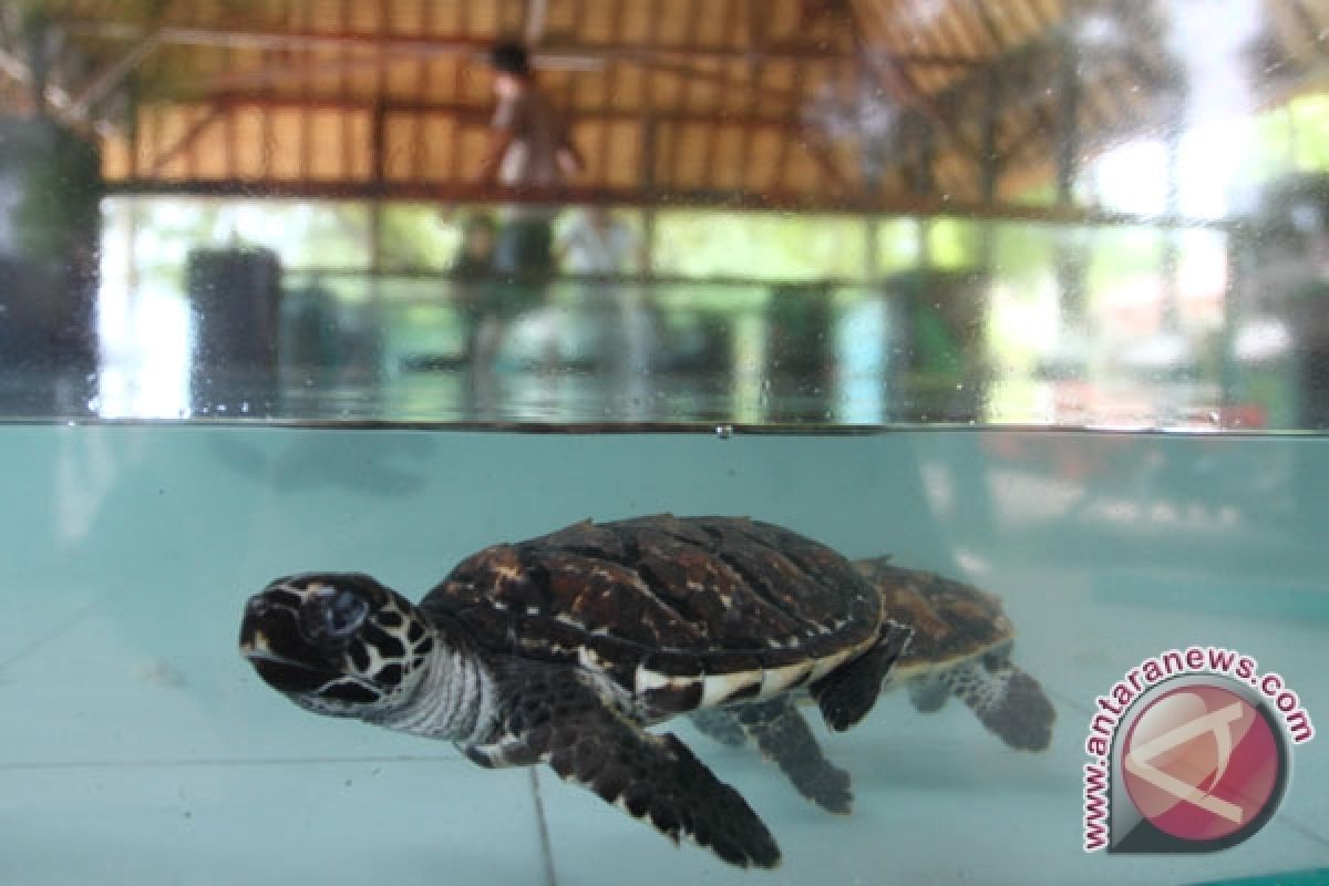 World`s best turtle habitat in Gorontalo threatened