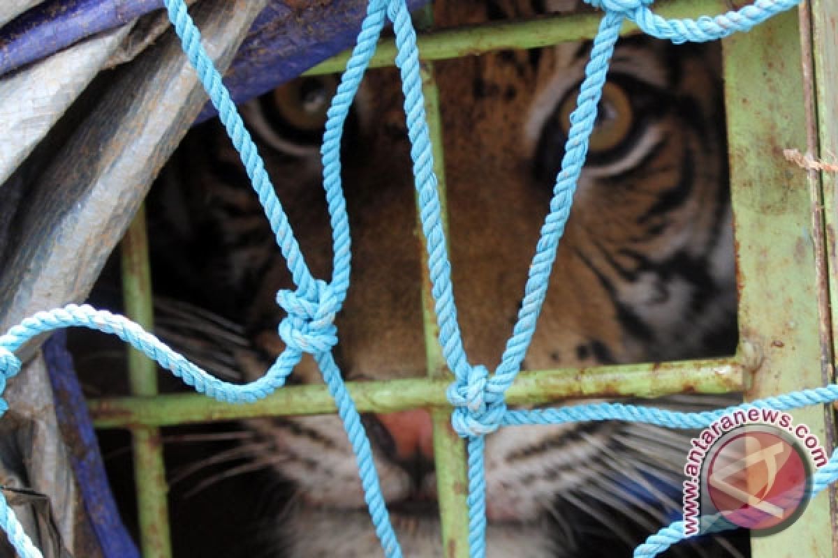 Video Otomatis WWF Berhasil Rekam Harimau Sumatera