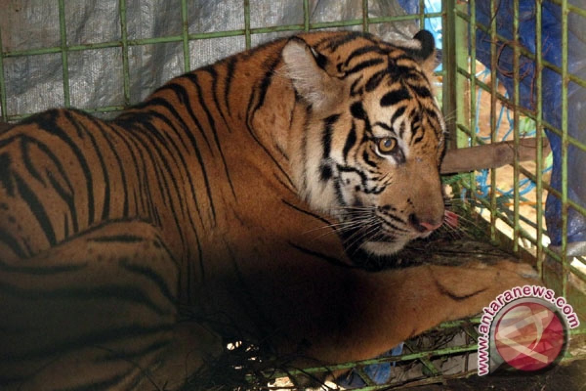 Harimau Terperangkap Jerat Rusa 