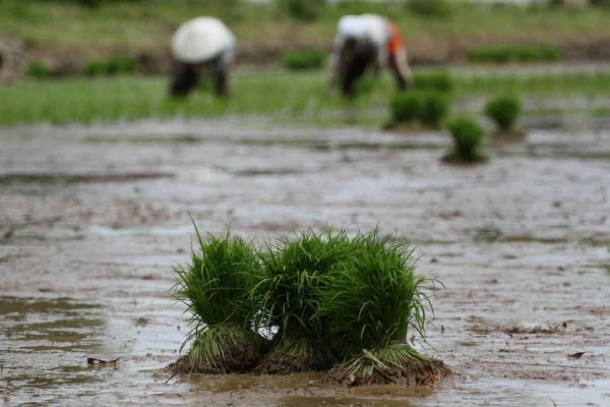 Nilai tukar petani Sumbar turun