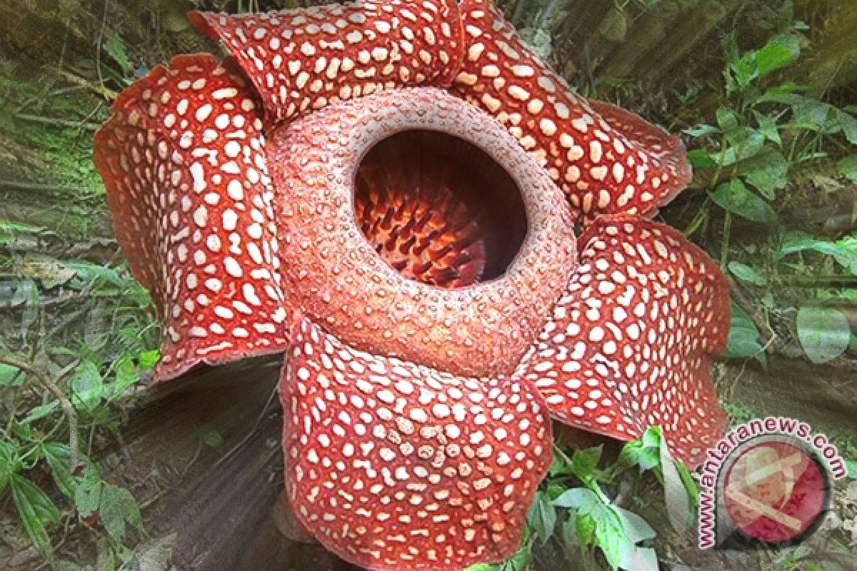 Bunga Rafflesia Mekar di Kawasan Hutan Mukomuko 