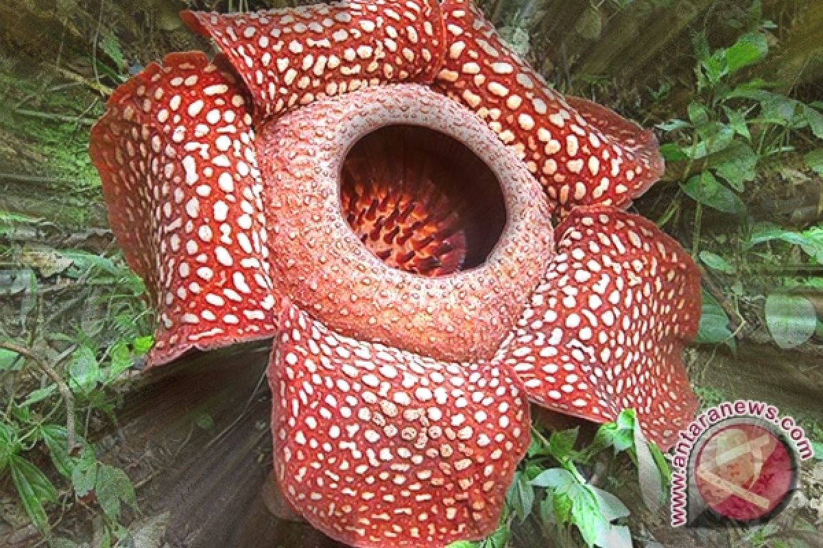 Two rafflesia flowers in bloom in Bengkulu