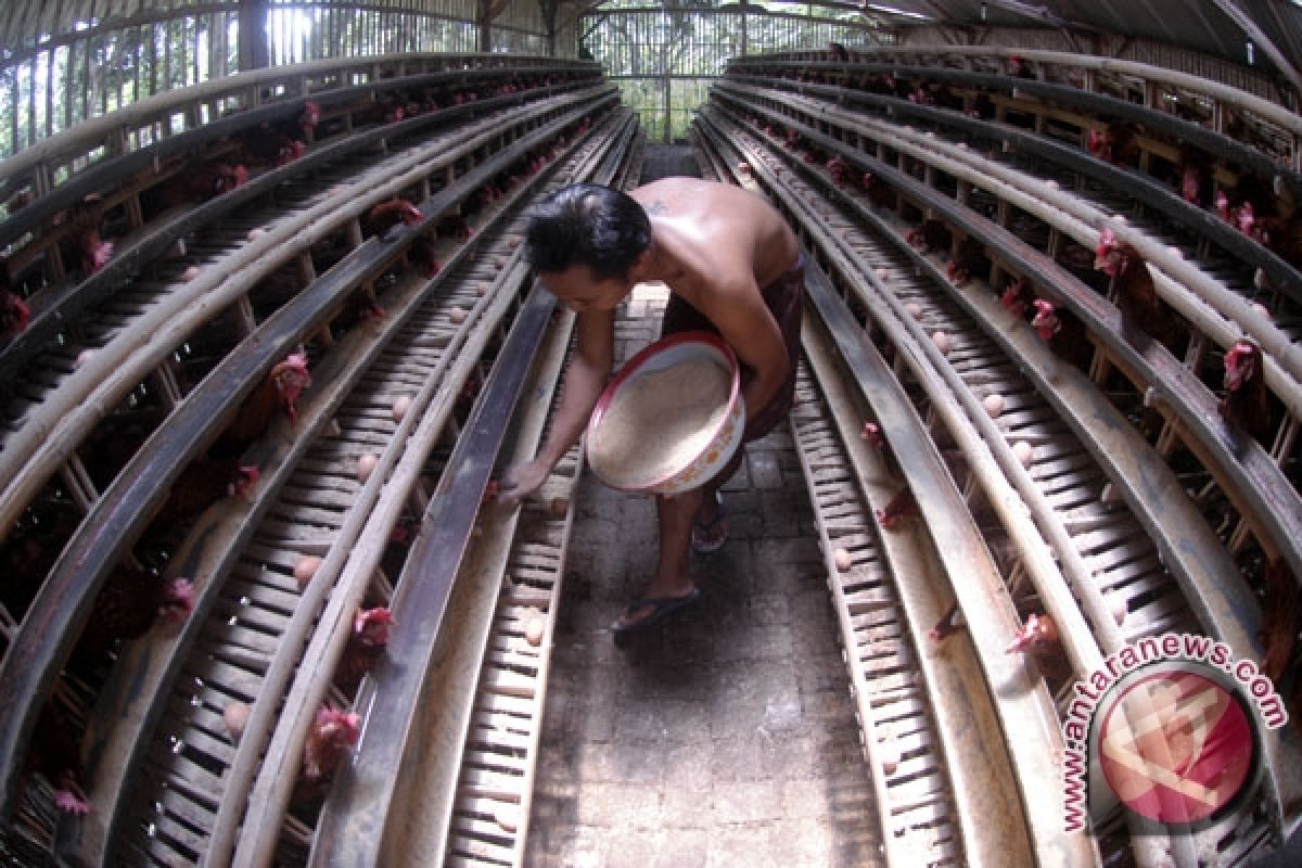 Peternak ayam terpukul kenaikan harga pakan