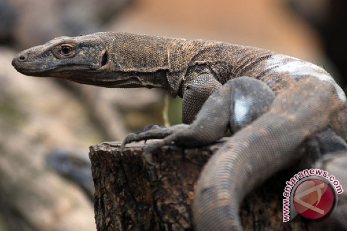 Polisi Surabaya Belum Tetapkan Tersangka Raibnya Komodo