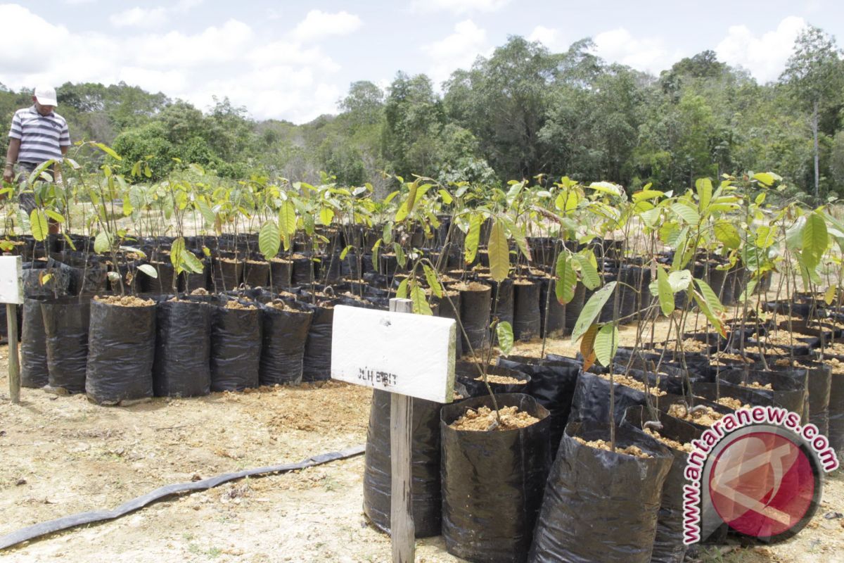Sinar Mas extends Tengkawang planting area in W Kalimantan 