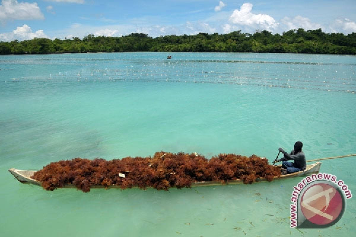 Wisatawan ke Wakatobi capai 11.000