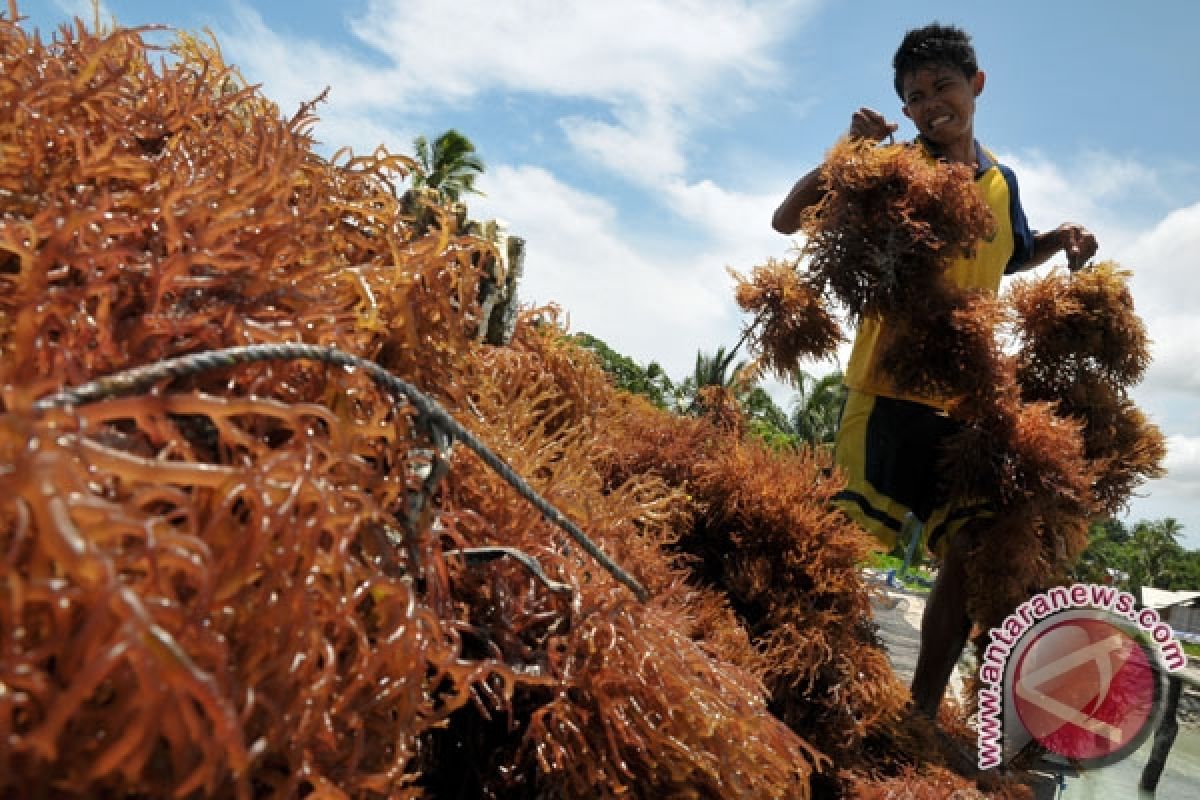 Rumput laut cocok untuk "blue economy" 