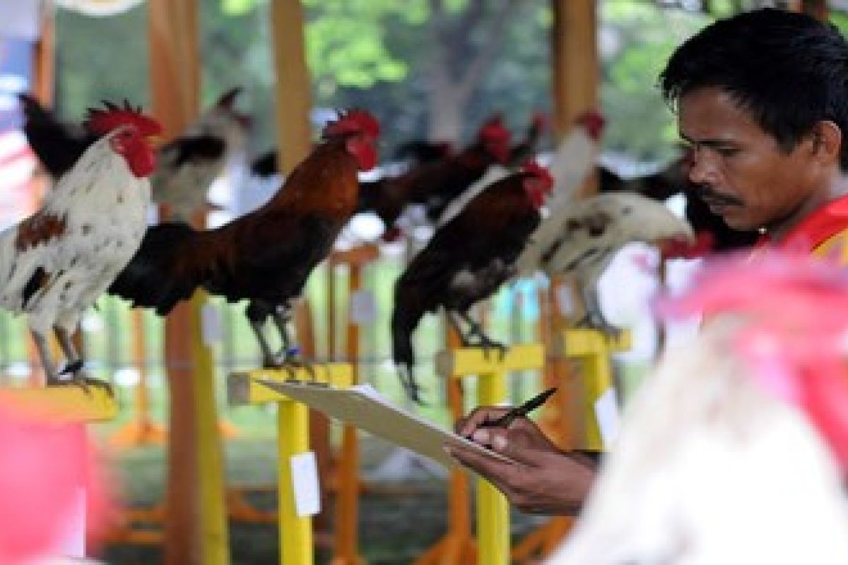 Disnakkeswan Sulsel Sertifikasi Ayam "Ketawa" 