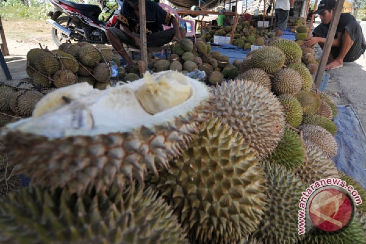 Durian merah Banyuwangi diekspor Rp400ribu/2kg