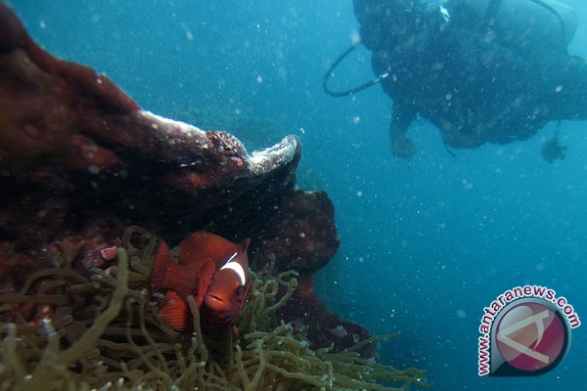 LIPI temukan biota laut  berbahaya di Teluk Ambon