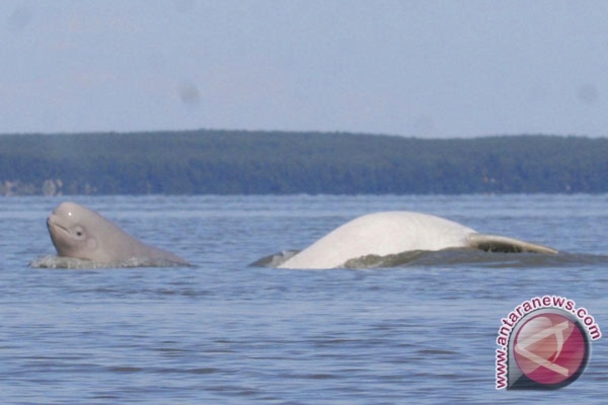 Kanada tingkatkan perlindungan untuk paus yang nyaris punah