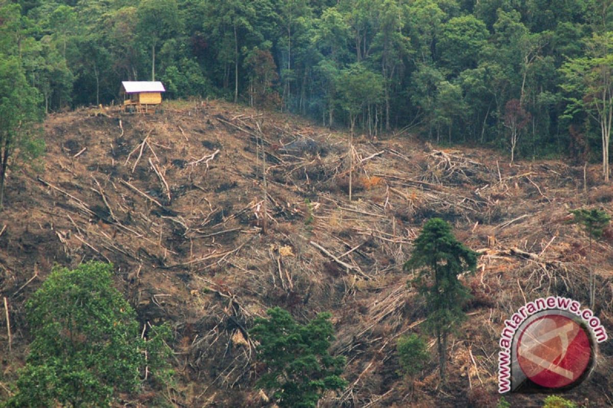 Pelaku pembalakan hutan datangkan pekerja dari luar Kapuas Hulu