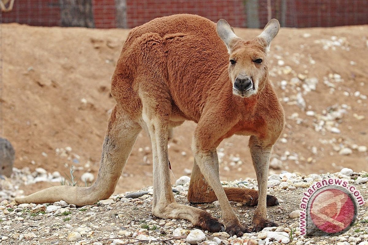 Australia hadapi pro dan kontra pemusnahan jutaan kanguru