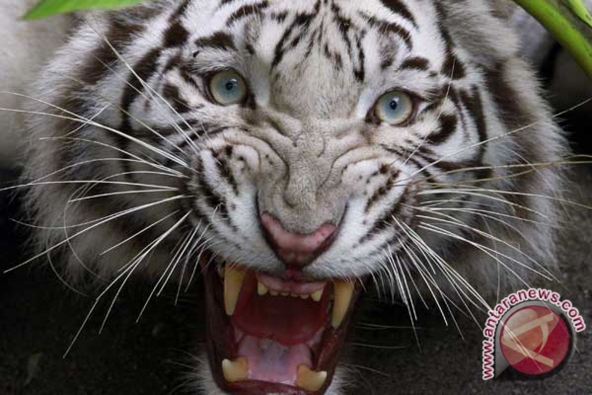 Dua Ekor Harimau Memangsa Kerbau Warga Kerinci