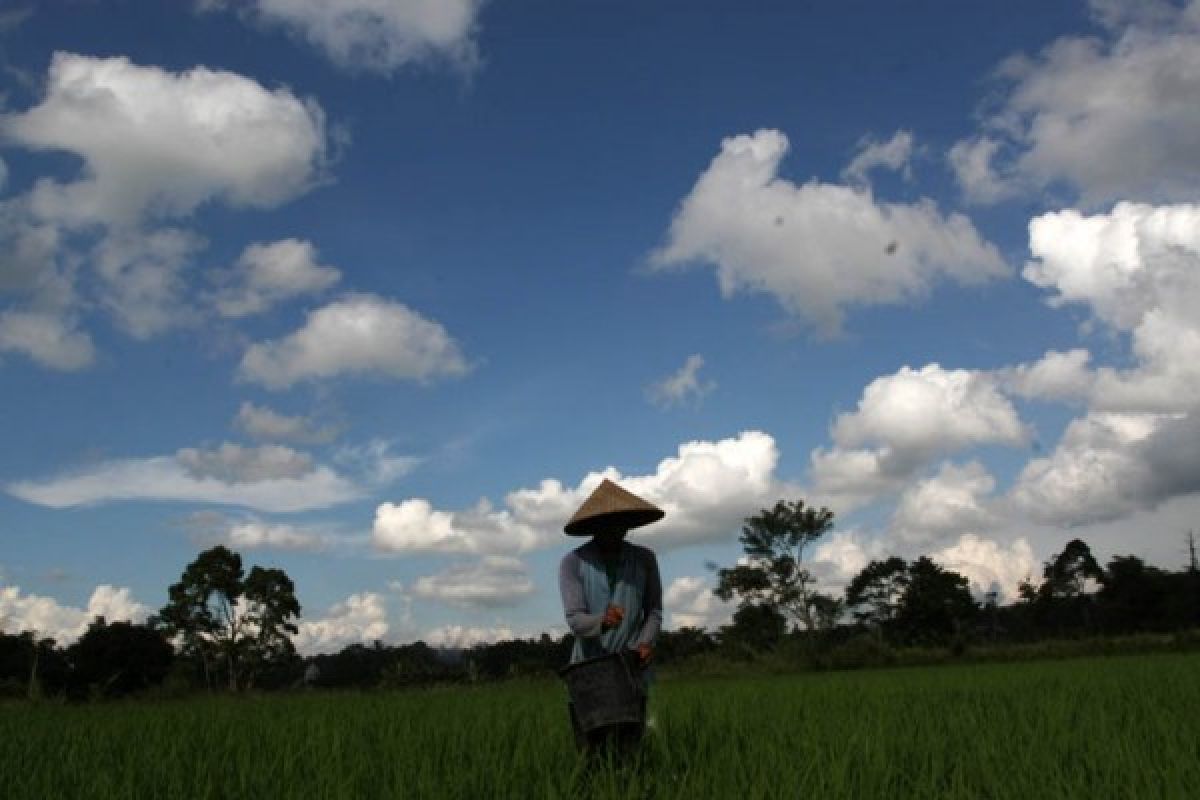 Jangan Khawatir, Tidak Ada Urea Bersubsidi di Pasaman yang Kedaluwarsa