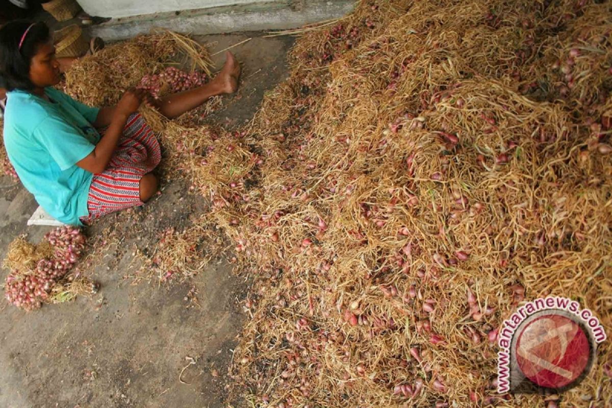 Petani Bawang Merah Panen dari Dana "CSR" Antam