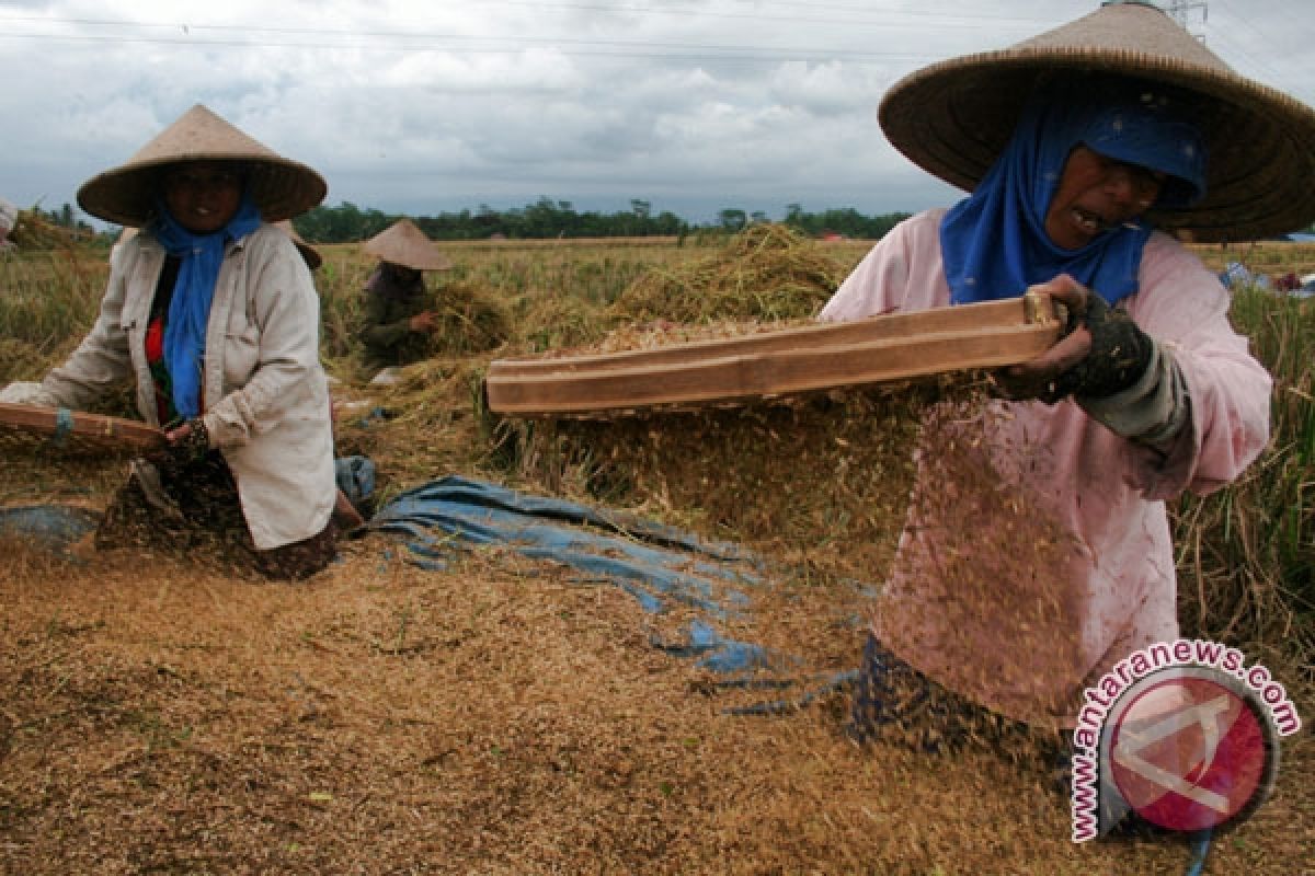 Dispertan: Kulon Progo surplus beras 30.000 ton 