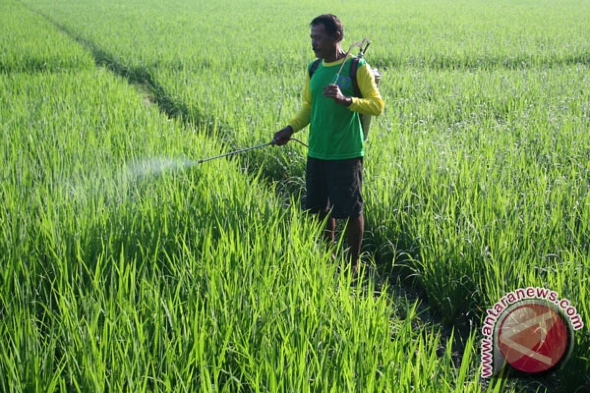 Pest damages 178 hectares of paddy field in C. Java