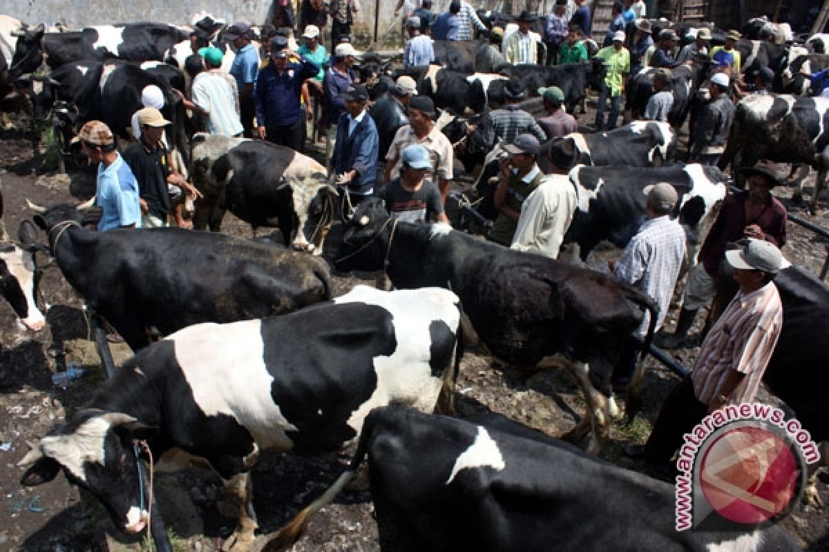 Wow, Sapi Hasilkan Susu Kualitas ASI