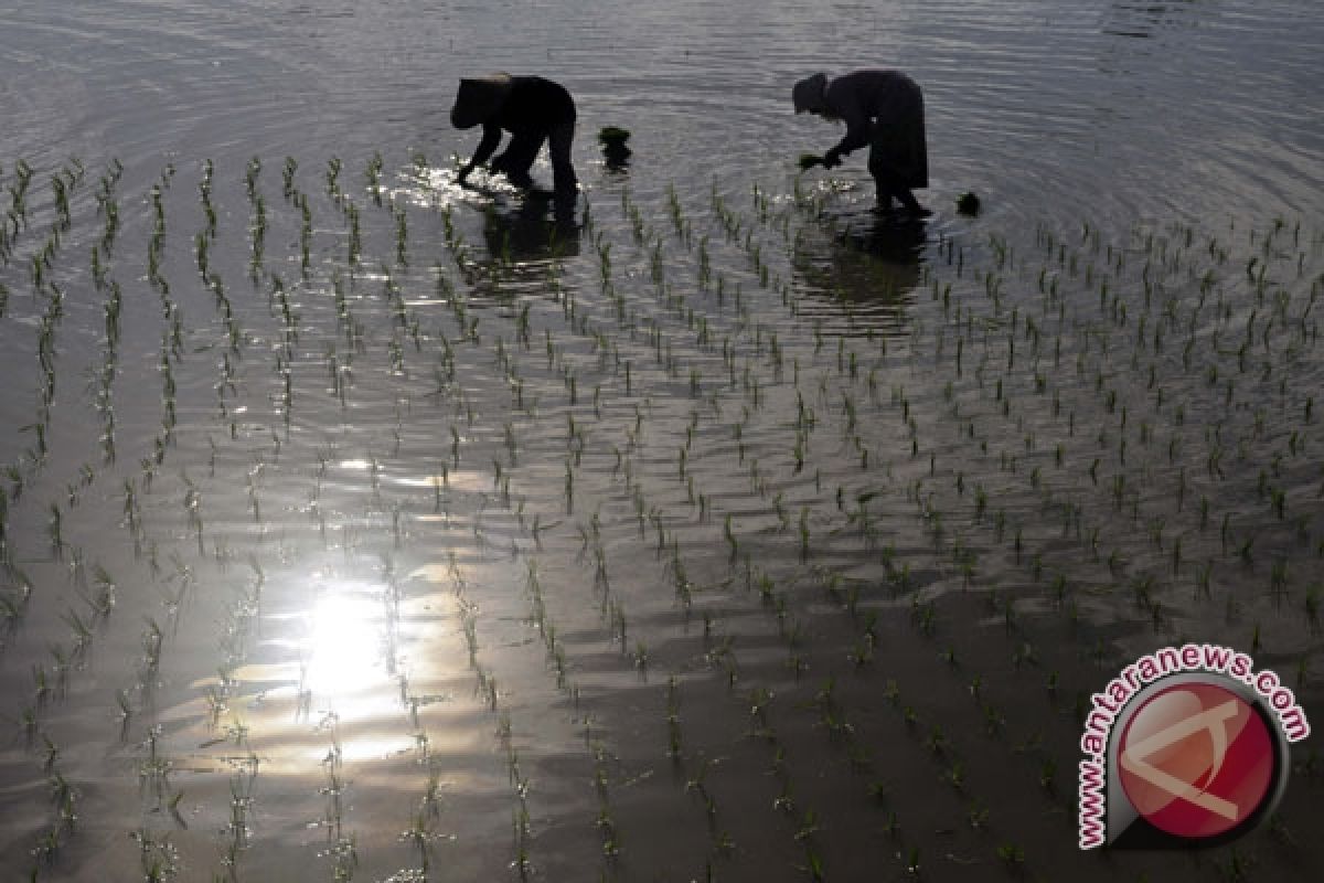 Petani Indramayu mulai kesulitan air