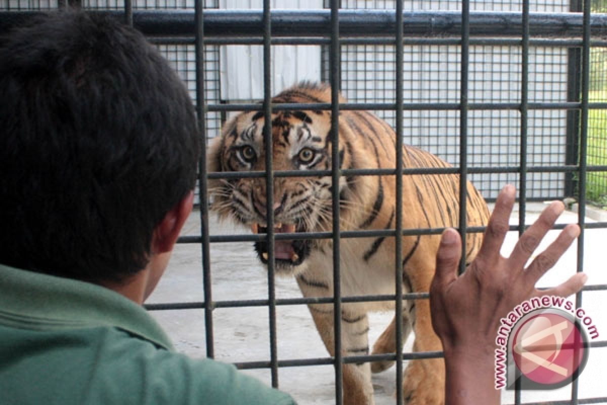 Harimau Sumatra makan ternak warga