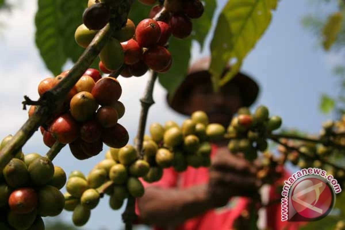 Produksi Kopi Diperkirakan 600 Ribu Ton