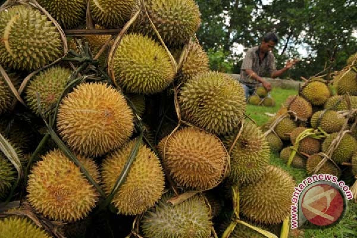 Ayo ke Bandarlampung Ikuti Wisata Durian