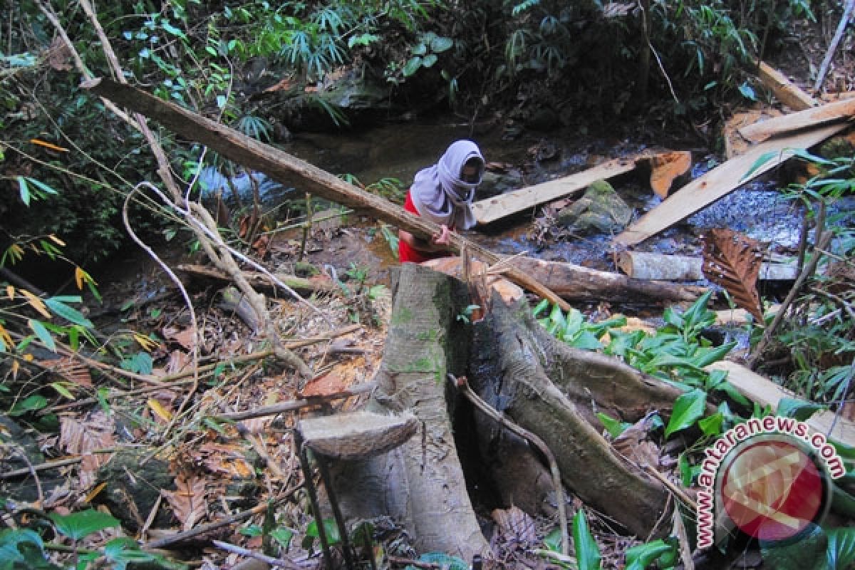 RI`s forest cutting moratorium begins gaining int`l acclaim