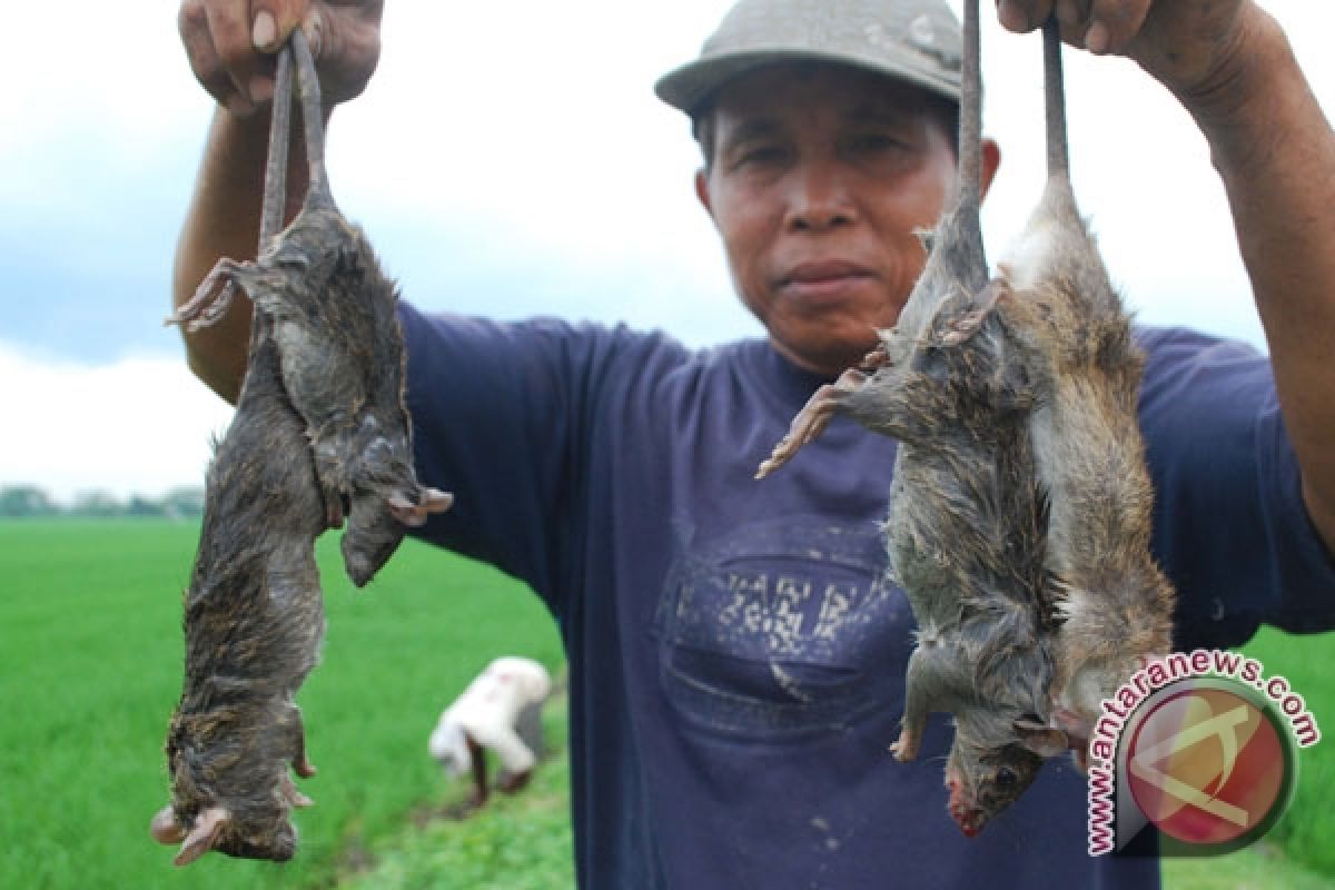 Hama tikus rusak puluhan hektare sawah di Lahat