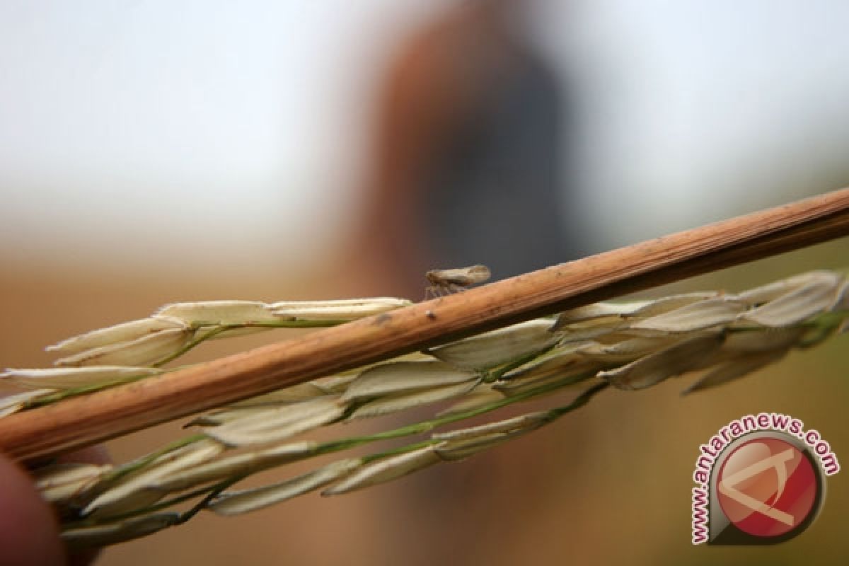 Some 38 hectares of paddy field in E. Java facing crop failure